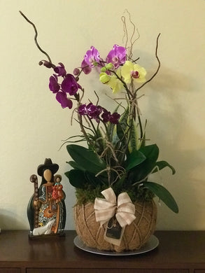 Orchids Yellow and Purple Kokedama