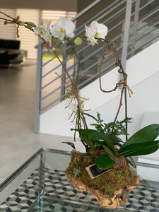 Orchids Arrangement, made on Wooden Base
