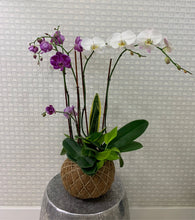 Load image into Gallery viewer, Orchids white and purple