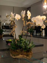 Load image into Gallery viewer, Orchid Arrangement Sensation
