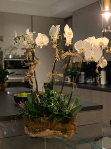 Orchid Arrangement Sensation