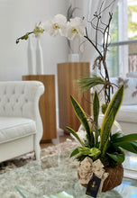 Load image into Gallery viewer, Single Orchid White Kokedama