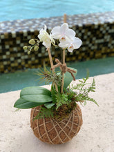 Load image into Gallery viewer, Small Phalaenopsis Orchid Kokedama