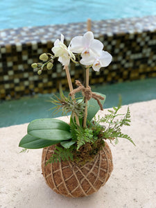 Small Phalaenopsis Orchid Kokedama