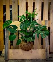 Load image into Gallery viewer, Monstera kokedama