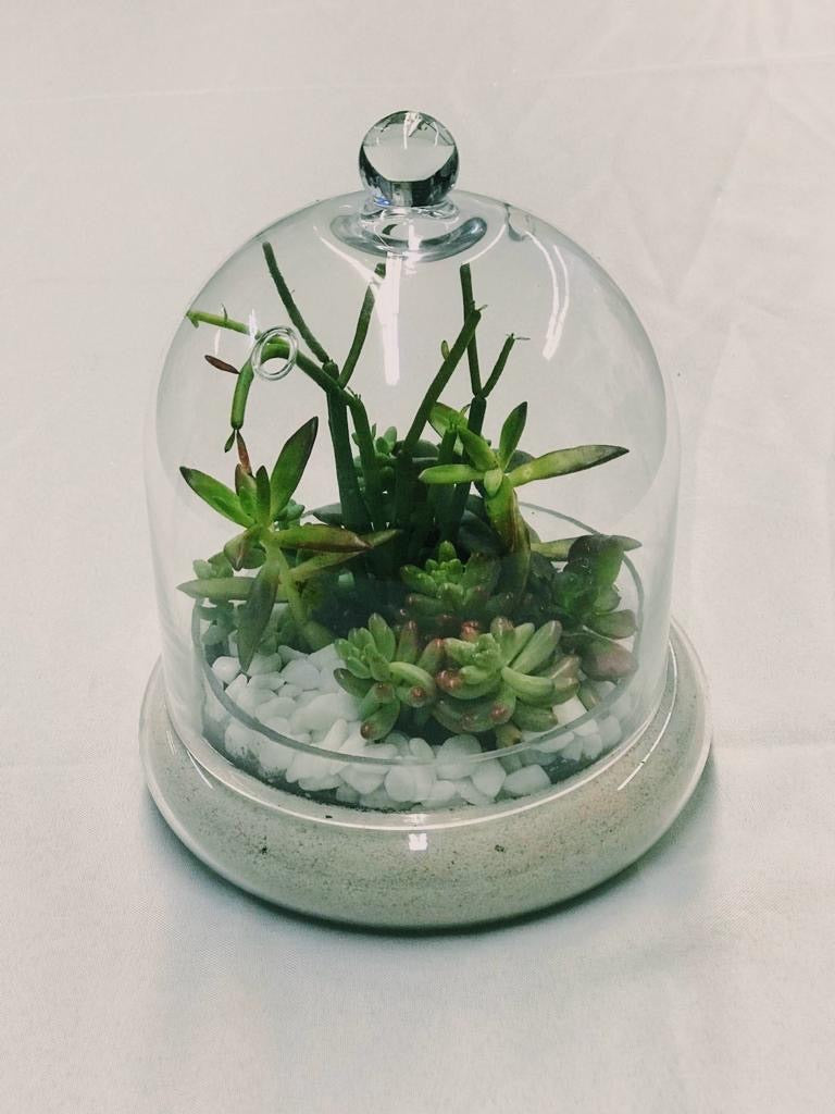 Terrarium Esmeralda