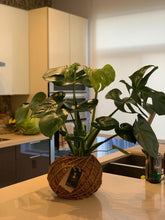 Load image into Gallery viewer, Monstera kokedama