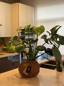 Monstera kokedama