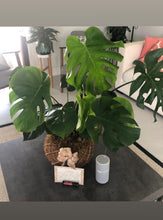 Load image into Gallery viewer, Monstera kokedama