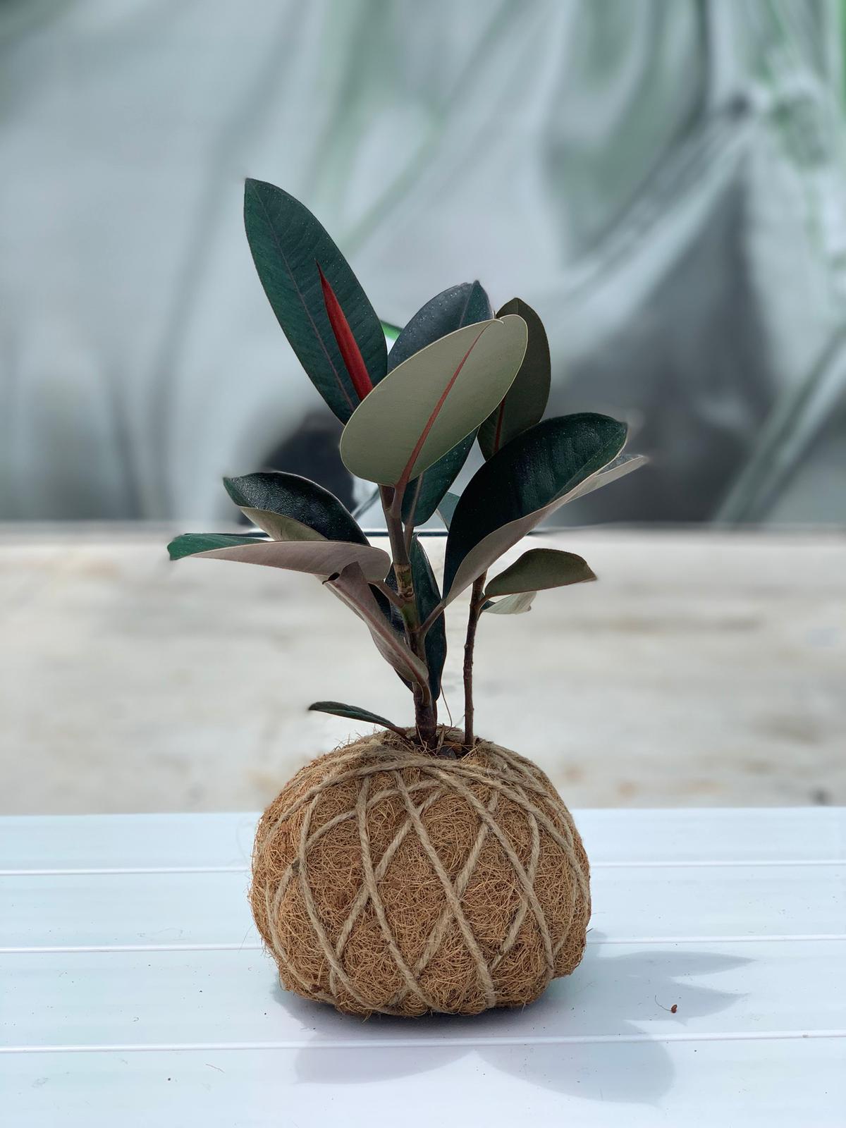 Buy Potted Burgundy Rubber Tree Indoor Plant | Bloomscape