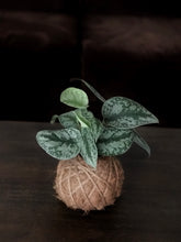 Load image into Gallery viewer, Satin Pothos Kokedama