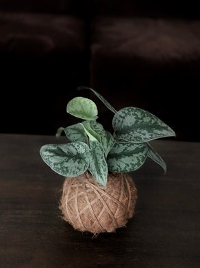 Satin Pothos Kokedama