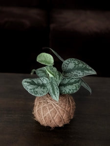 Satin Pothos Kokedama