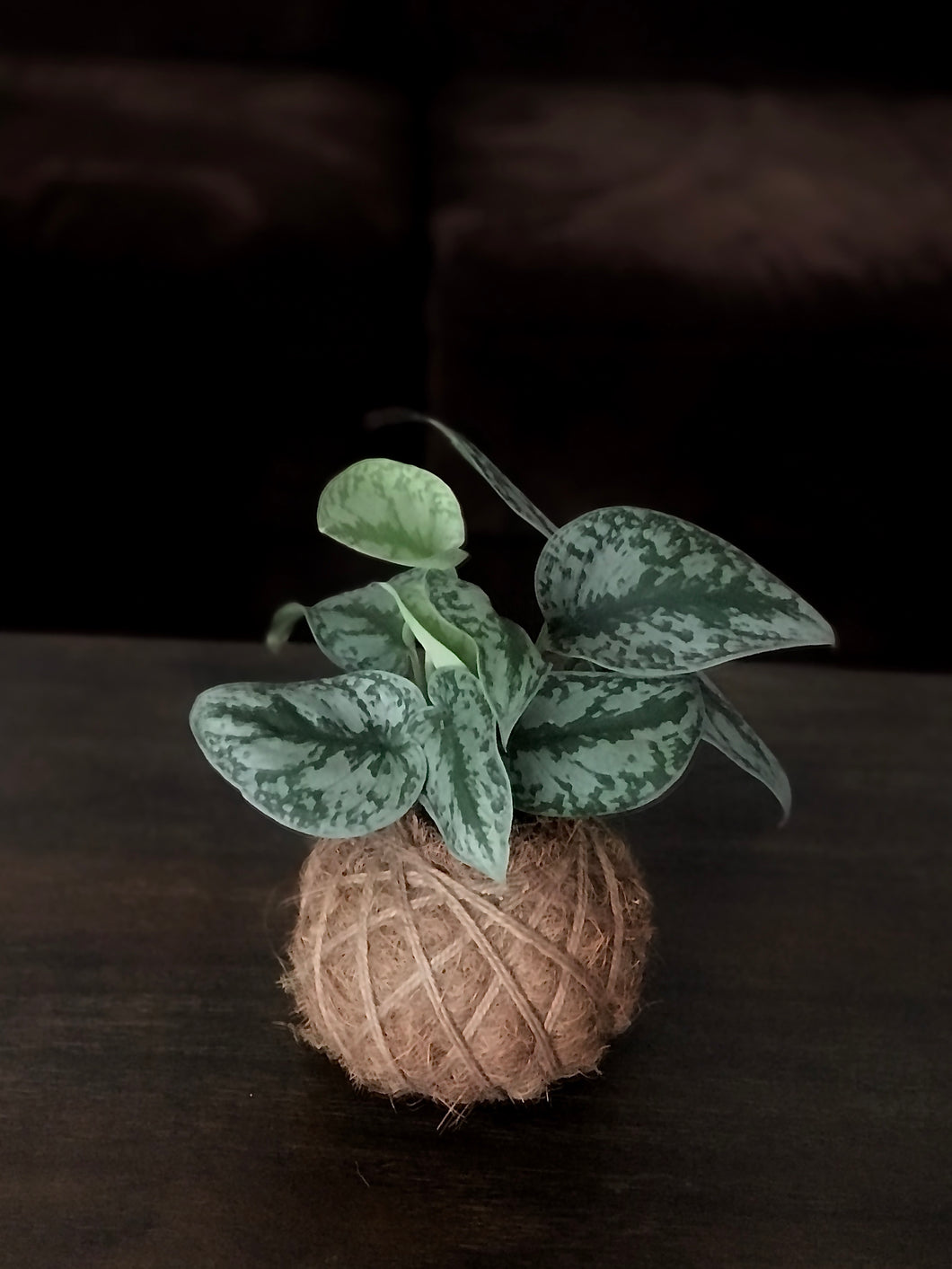 Satin Pothos Kokedama