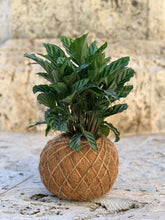 Load image into Gallery viewer, Calathea Concinna Freddie Kokedama