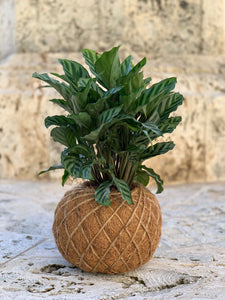 Calathea Concinna Freddie Kokedama