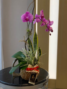 Single Orchids Kokedama