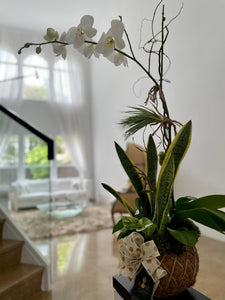 Single Orchid White Kokedama