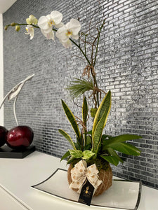 Single Orchid White Kokedama