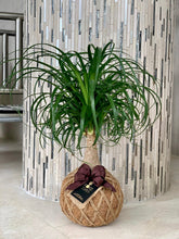 Load image into Gallery viewer, Ponytail Palm - Beaucarnea recurvata - Palma Botella Kokedama