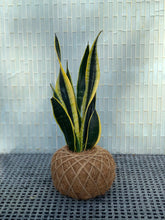 Load image into Gallery viewer, Snake Plant or Mother-in-Law&#39;s Tongue Kokedama