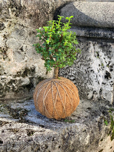 Jade, Dwarf  Kokedama (Portulacaria afra)