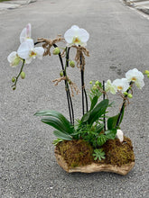 Load image into Gallery viewer, Musa Orchids wood Arrangement