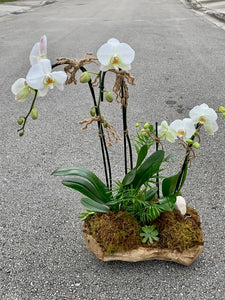 Musa Orchids wood Arrangement