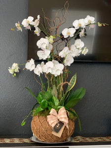 Orchids White Kokedama