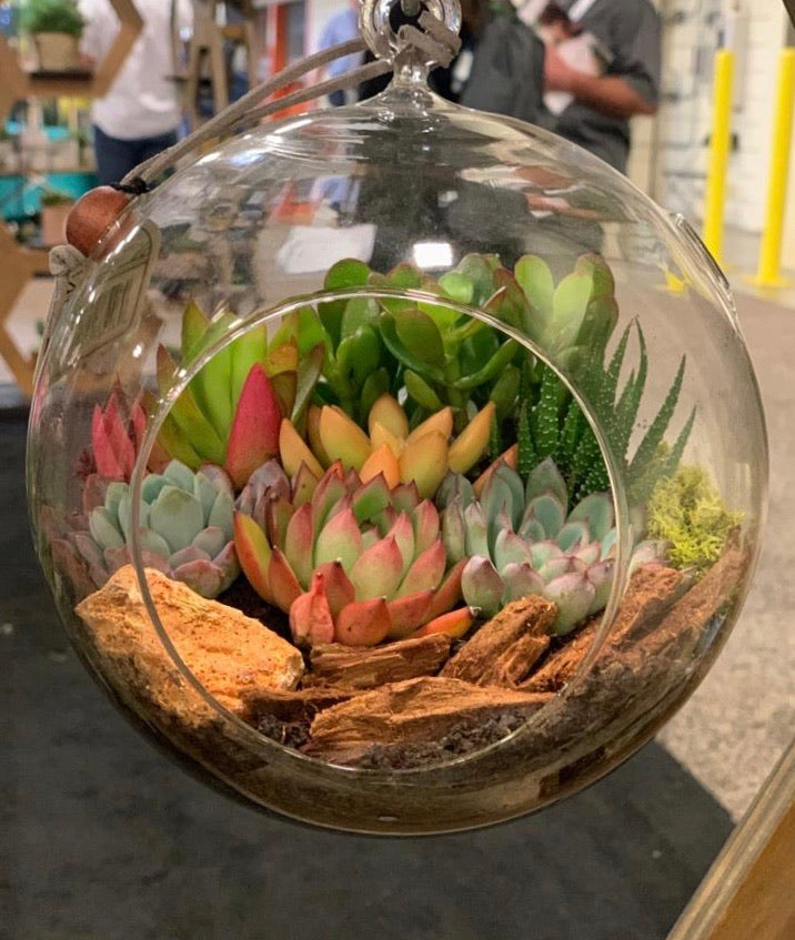 Terrarium Jade