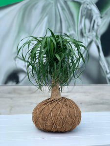 Ponytail Palm - Beaucarnea recurvata - Palma Botella Kokedama