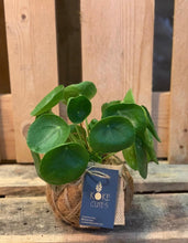 Load image into Gallery viewer, Pilea Chinese money  plant Kokedama
