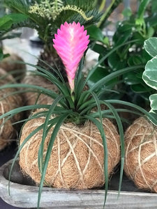 Pink Quill, Tillandsia cyanea Kokedama - Pink Quill plant.