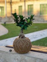Load image into Gallery viewer, Ficus Ginseng Kokedama