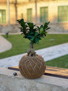 Ficus Ginseng Kokedama