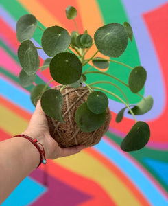 circle money plant Pilea Chinese money plant Kokedama – KOKECUTES
