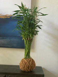 Lucky Bambú Kokedama