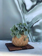 Load image into Gallery viewer, Peperomia Frost Kokedama