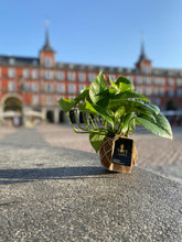 Load image into Gallery viewer, Pothos Kokedama