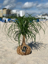 Load image into Gallery viewer, Ponytail Palm - Beaucarnea recurvata - Palma Botella Kokedama