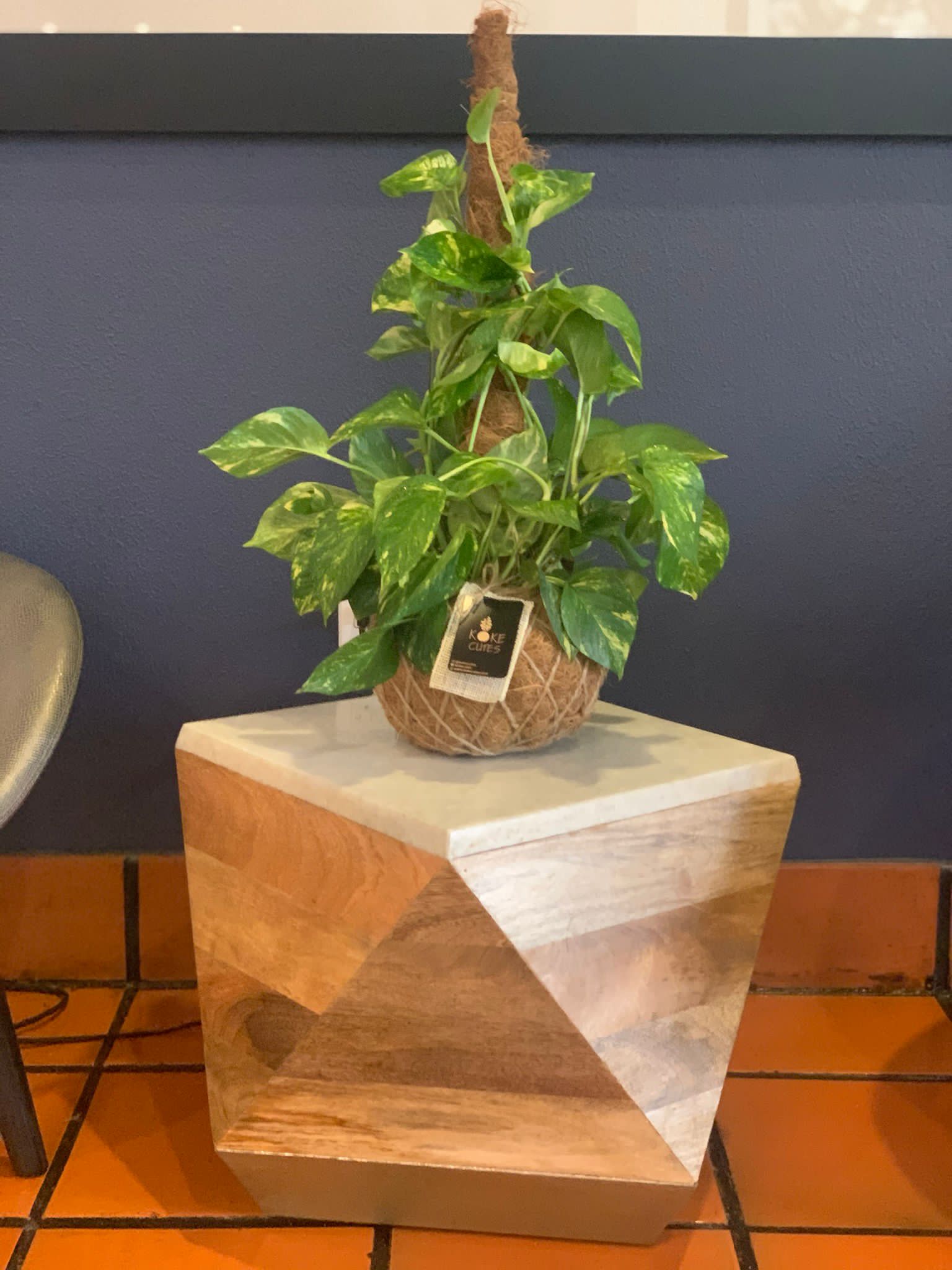 pothos kokedama Pothos Kokedama – KOKECUTES