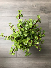 Load image into Gallery viewer, Jade, Dwarf  Kokedama (Portulacaria afra)