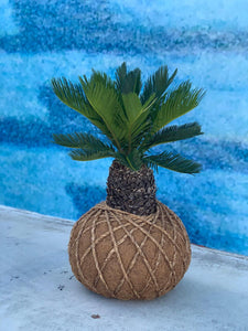 Sago Palm - (Cyca Revoluta) Kokedama