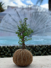 Load image into Gallery viewer, Jade, Dwarf  Kokedama (Portulacaria afra)