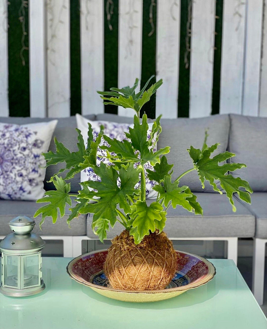 philodendron kokedama Philodendron Hope Selloum Kokedama – KOKECUTES