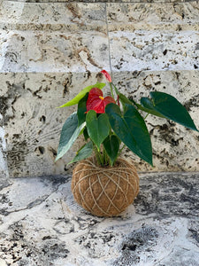 Anthurium Plant Kokedama / Anturio