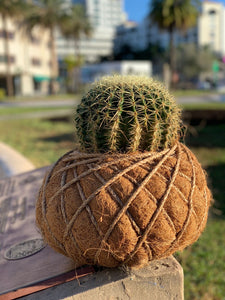 Cactus Golden Barrel Kokedama