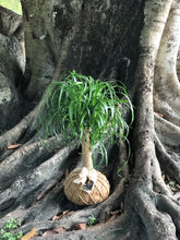 Load image into Gallery viewer, Ponytail Palm - Beaucarnea recurvata - Palma Botella Kokedama