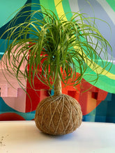 Load image into Gallery viewer, Ponytail Palm - Beaucarnea recurvata - Palma Botella Kokedama