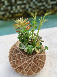 Suculent Arrangement Kokedama